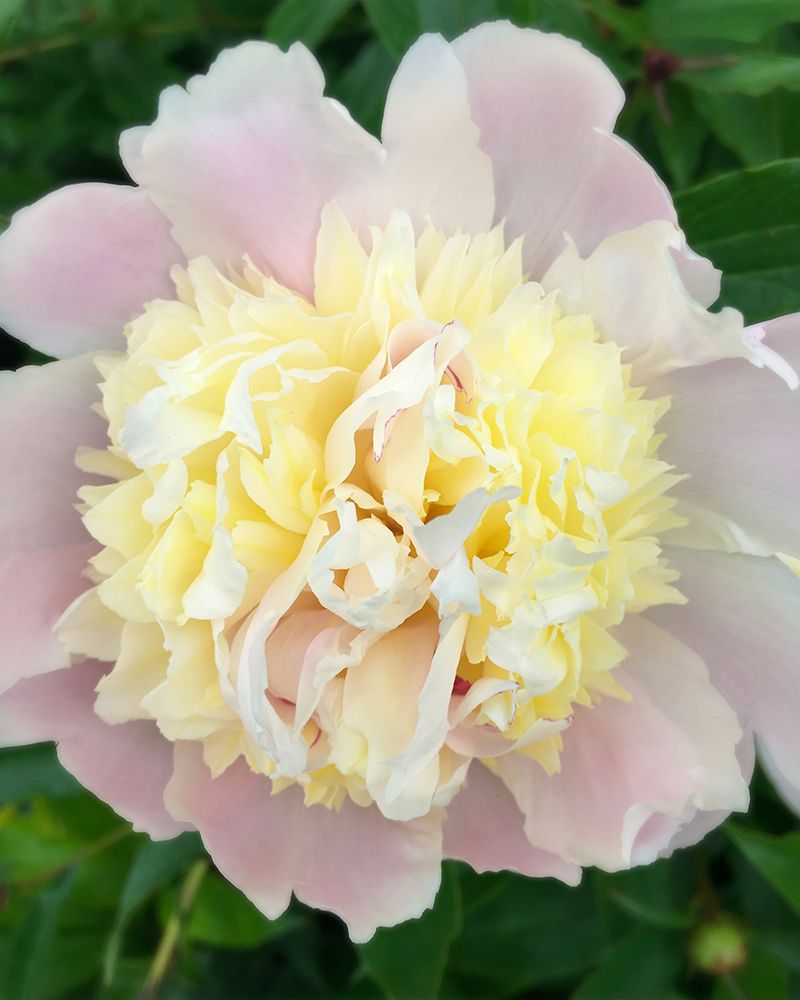 Pink Mountainl Bloom art print by Anna Coppel for $57.95 CAD
