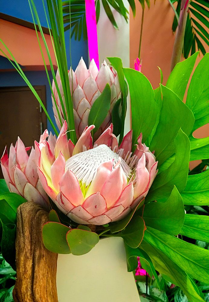 Tropical Blooms art print by Anna Coppel for $57.95 CAD