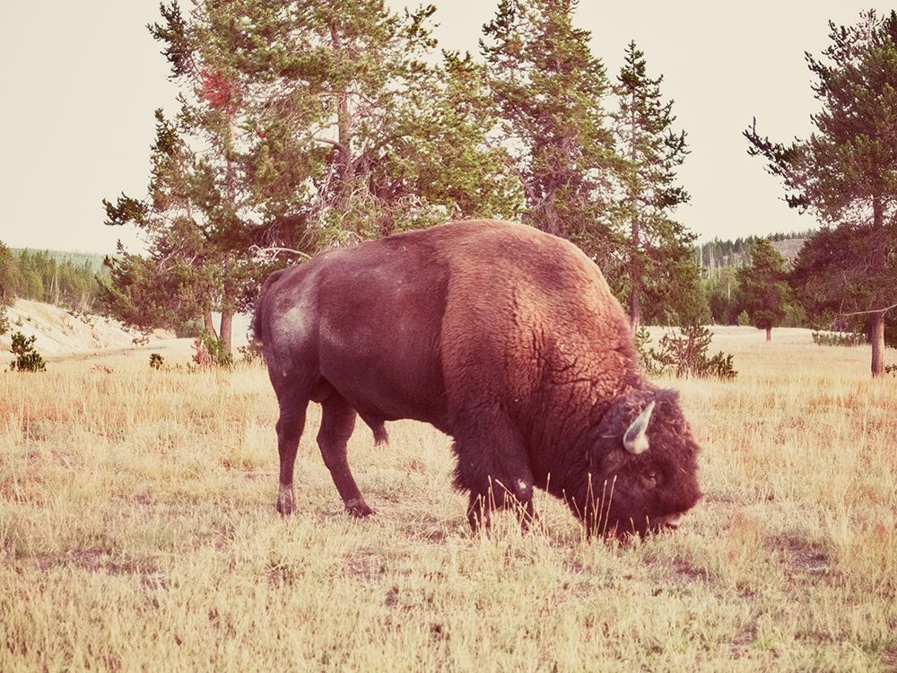 A Solitary Bison art print by Stede Bonnett for $57.95 CAD