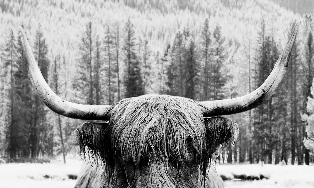 Longhorn art print by Emily Navas for $57.95 CAD
