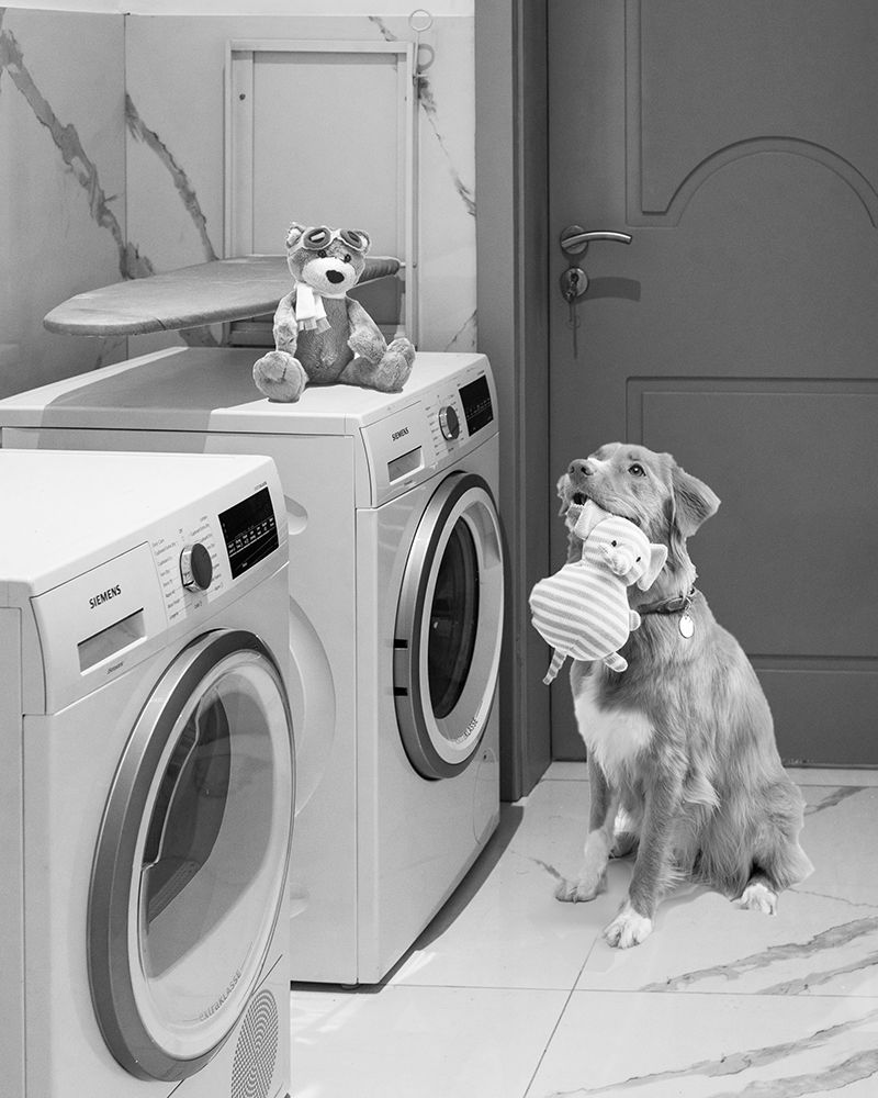 Puppy Laundry art print by SD Graphics Studio for $57.95 CAD