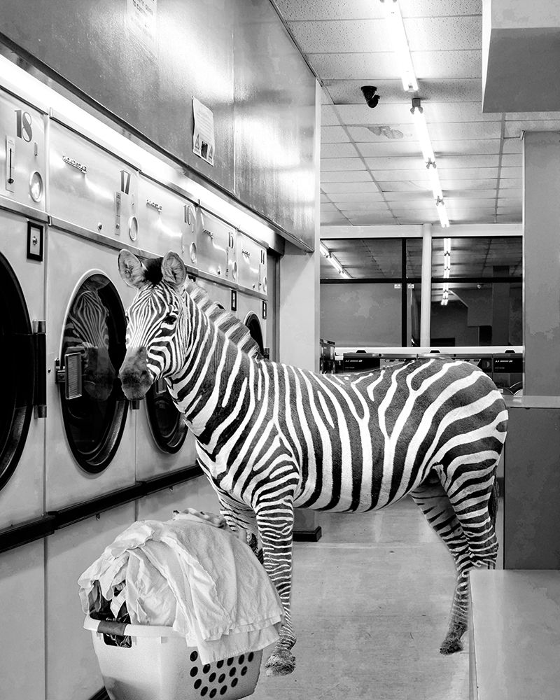 Safari Laundry Mat I art print by SD Graphics Studio for $57.95 CAD