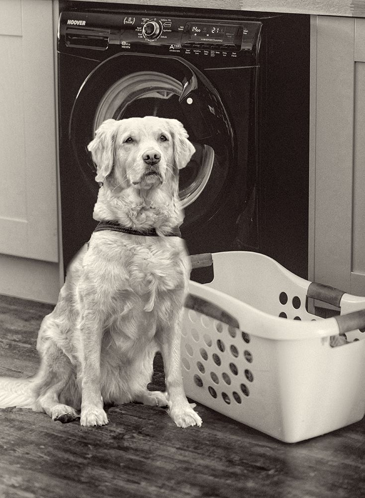Golden Lab Laundry Room art print by SD Graphics Studio for $57.95 CAD