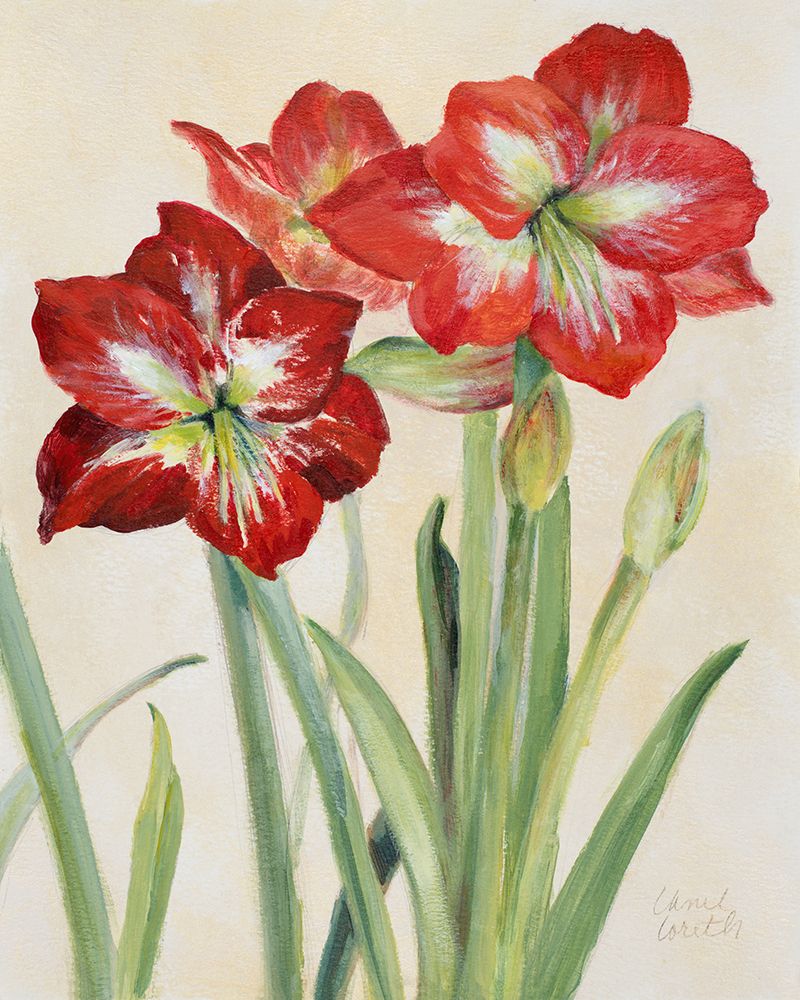 Red Amaryllis art print by Lanie Loreth for $57.95 CAD