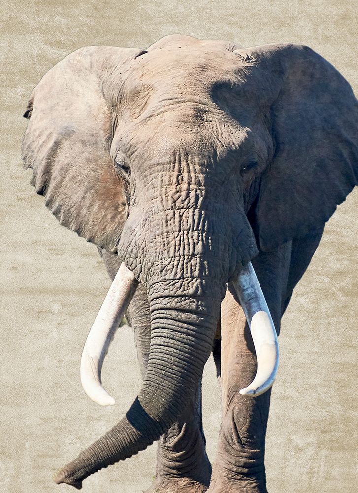 Elephant Gaze art print by SD Graphics Studio for $57.95 CAD