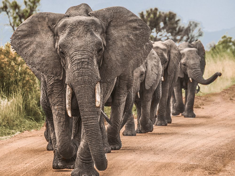 March Of The Elephants art print by SD Graphics Studio for $57.95 CAD