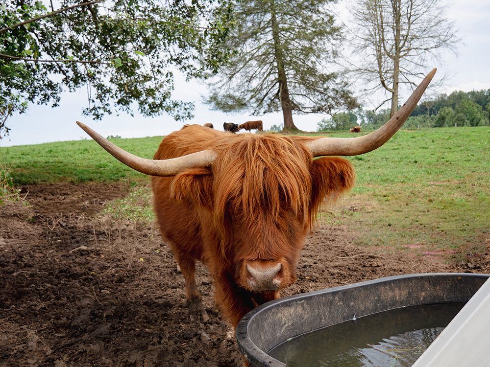 Highland Cow art print by Emily Navas for $57.95 CAD