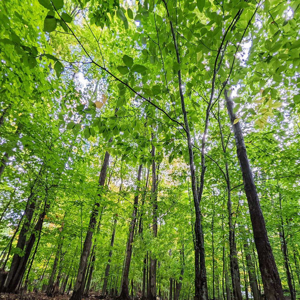 Northern Greens art print by Kali Wilson for $57.95 CAD