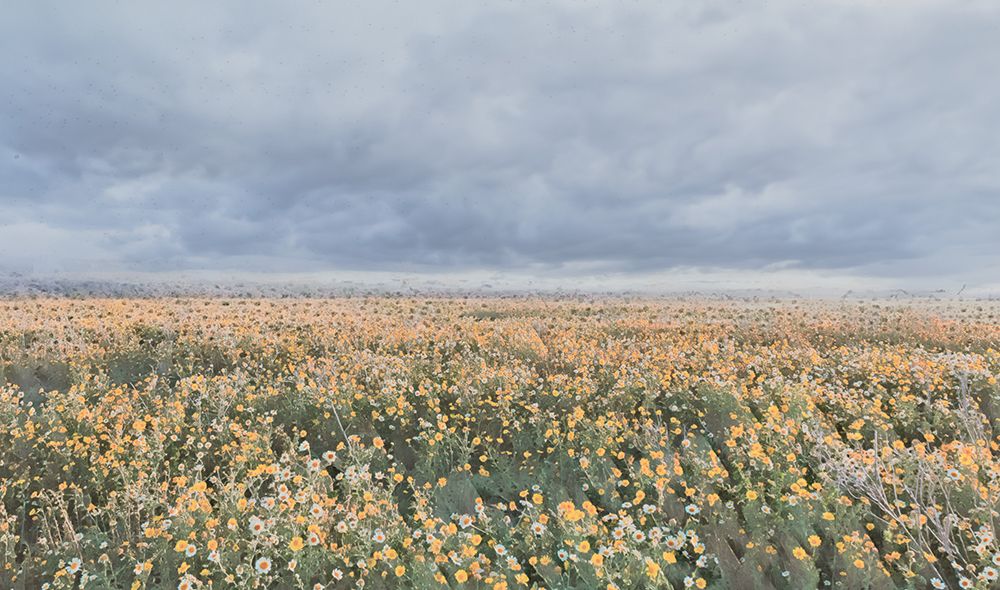 Wildflower Field art print by SD Graphics Studio for $57.95 CAD