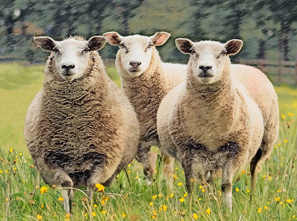 Sheep Looking Out art print by SD Graphics Studio for $57.95 CAD