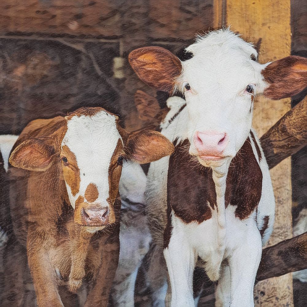 Friendly Cows art print by SD Graphics Studio for $57.95 CAD