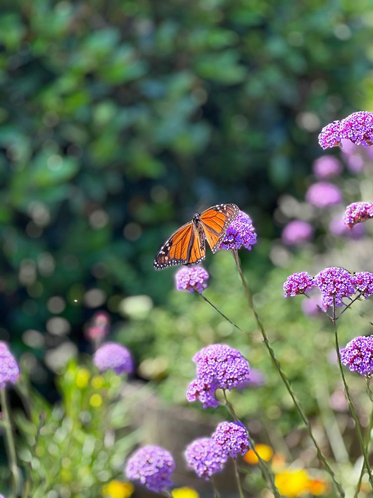 Butterfly Reminder art print by Kali Wilson for $57.95 CAD