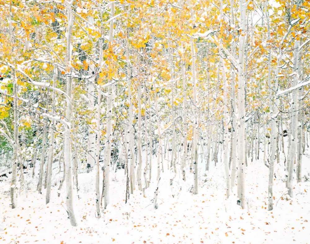 Quaking Aspens art print by Shelley Lake for $57.95 CAD