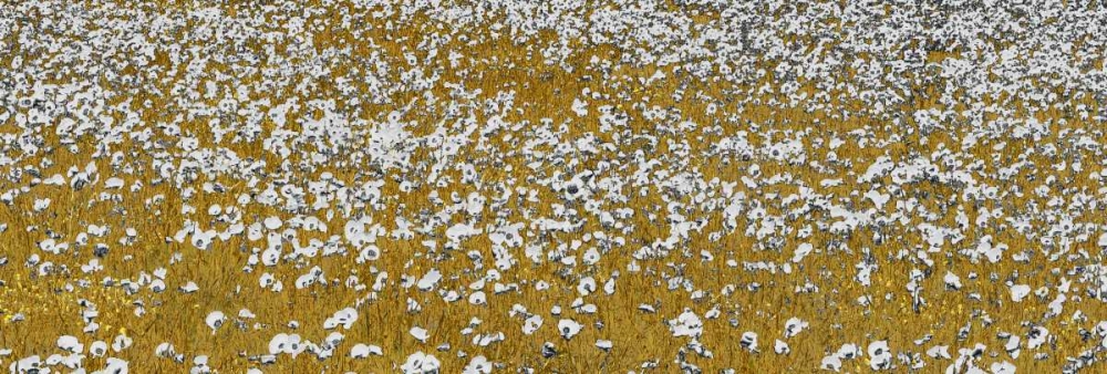 Fields of Gold art print by Shelley Lake for $57.95 CAD