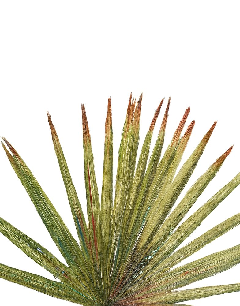 Partial Palm II art print by Patricia Pinto for $57.95 CAD