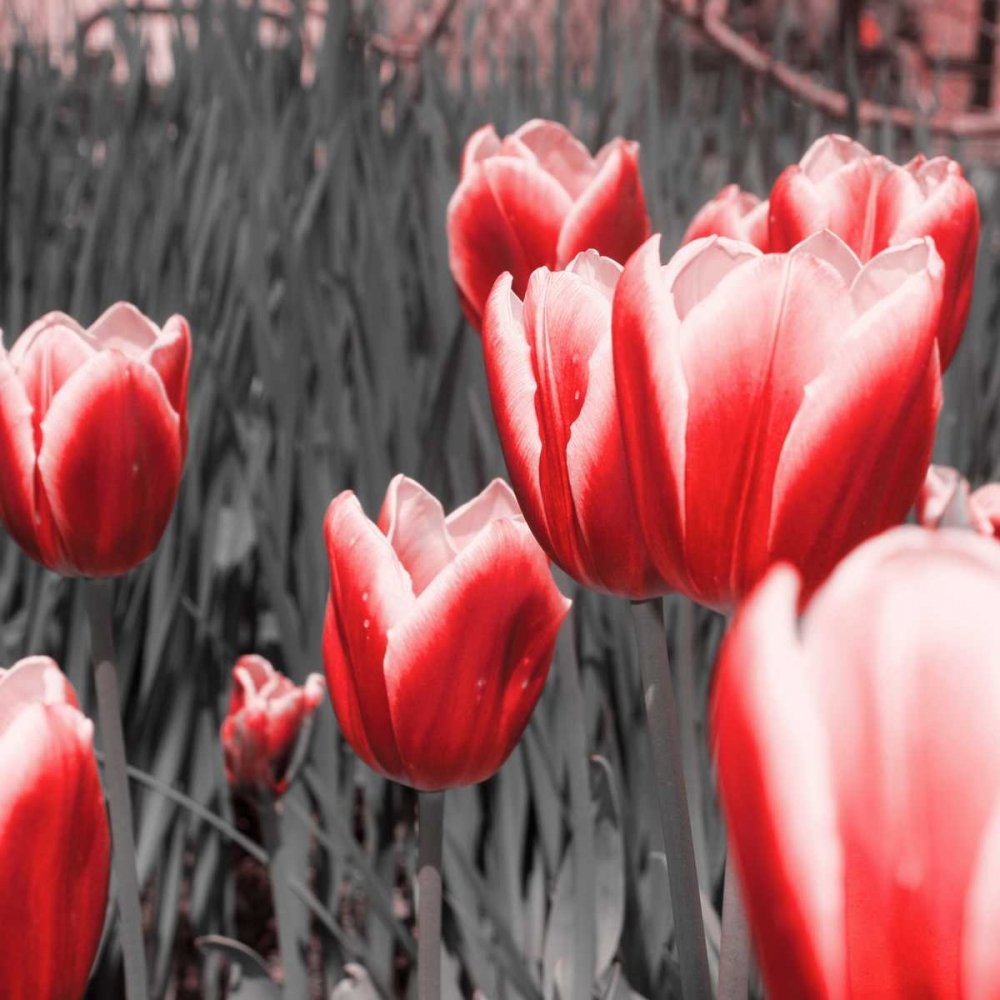 Red Tulips I art print by Emily Navas for $57.95 CAD