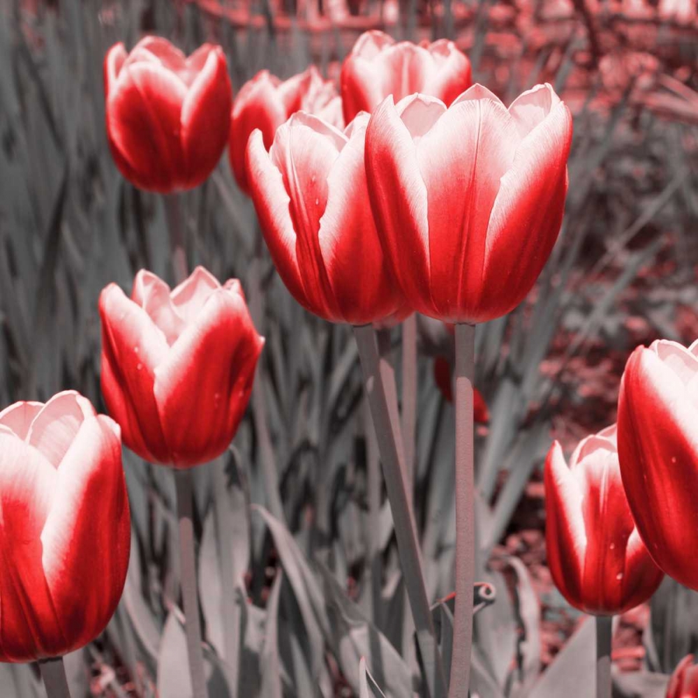 Red Tulips II art print by Emily Navas for $57.95 CAD