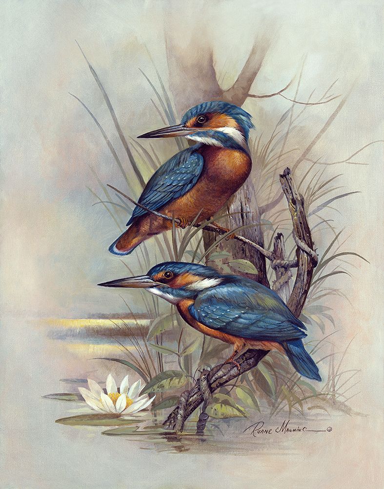 Kingfisher art print by Ruane Manning for $57.95 CAD