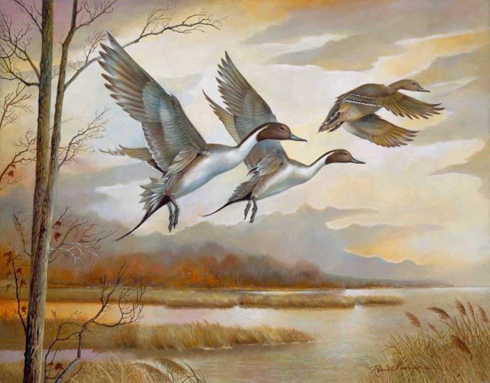 Pintails art print by Ruane Manning for $57.95 CAD