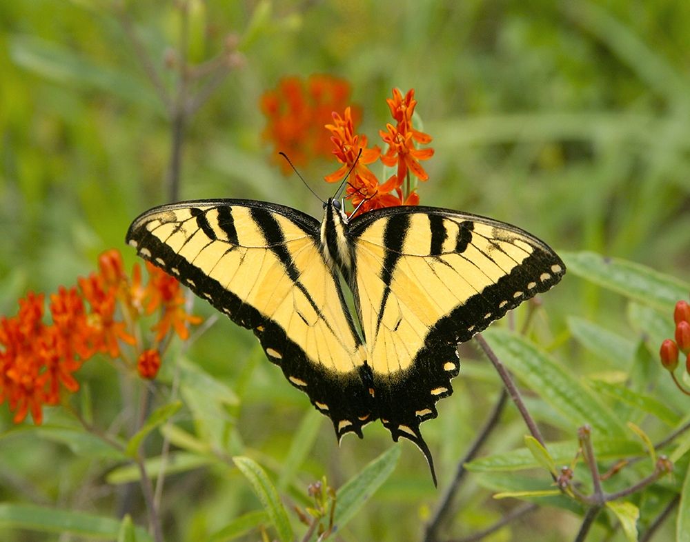 Black Yellow Butterfly I art print by Kathy Mansfield for $57.95 CAD