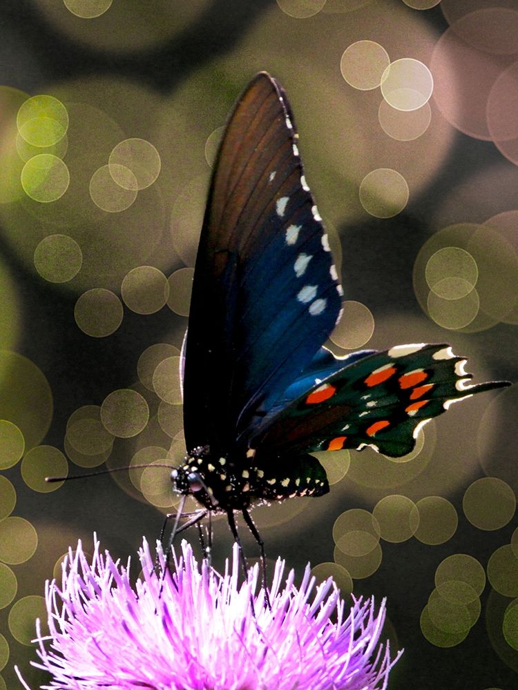 Butterfly Bokeh I art print by Kathy Mansfield for $57.95 CAD