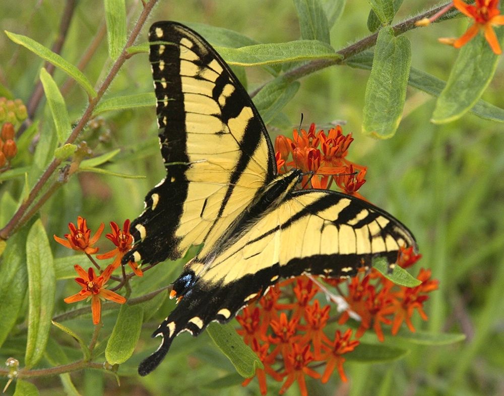Black Yellow Butterfly II art print by Kathy Mansfield for $57.95 CAD