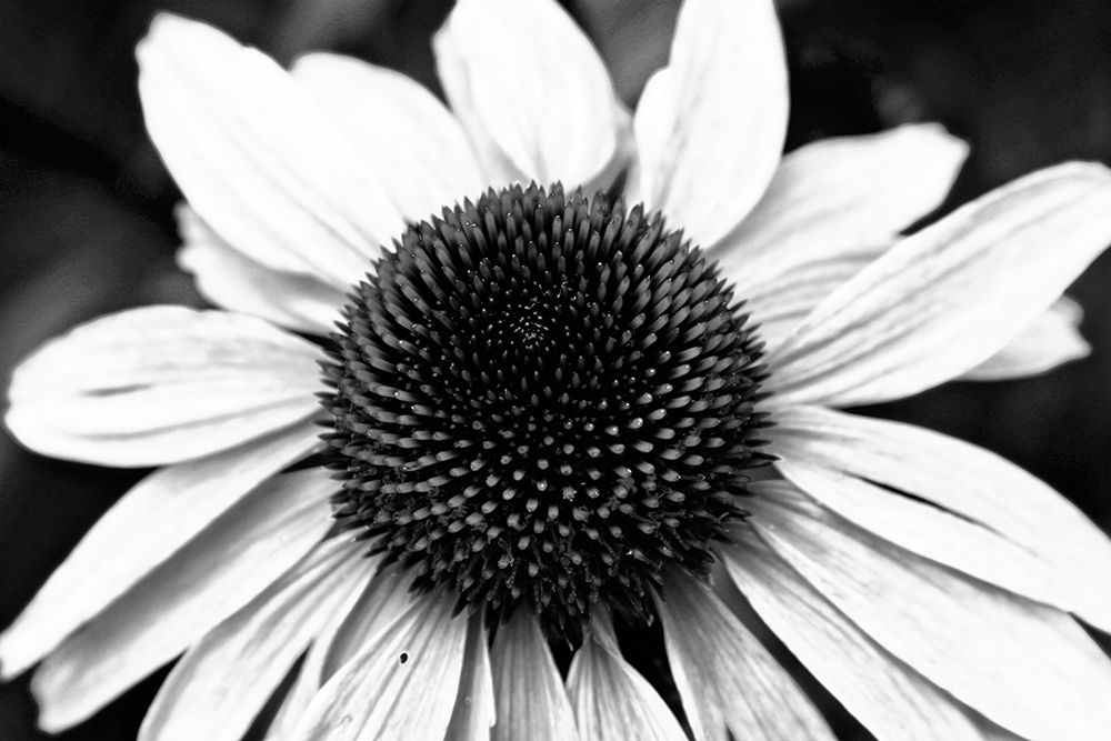 Floral Symphony II art print by Kathy Mansfield for $57.95 CAD