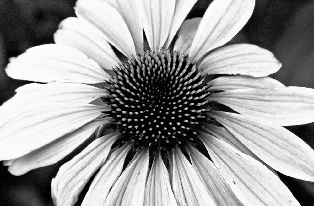 Floral Symphony I art print by Kathy Mansfield for $57.95 CAD