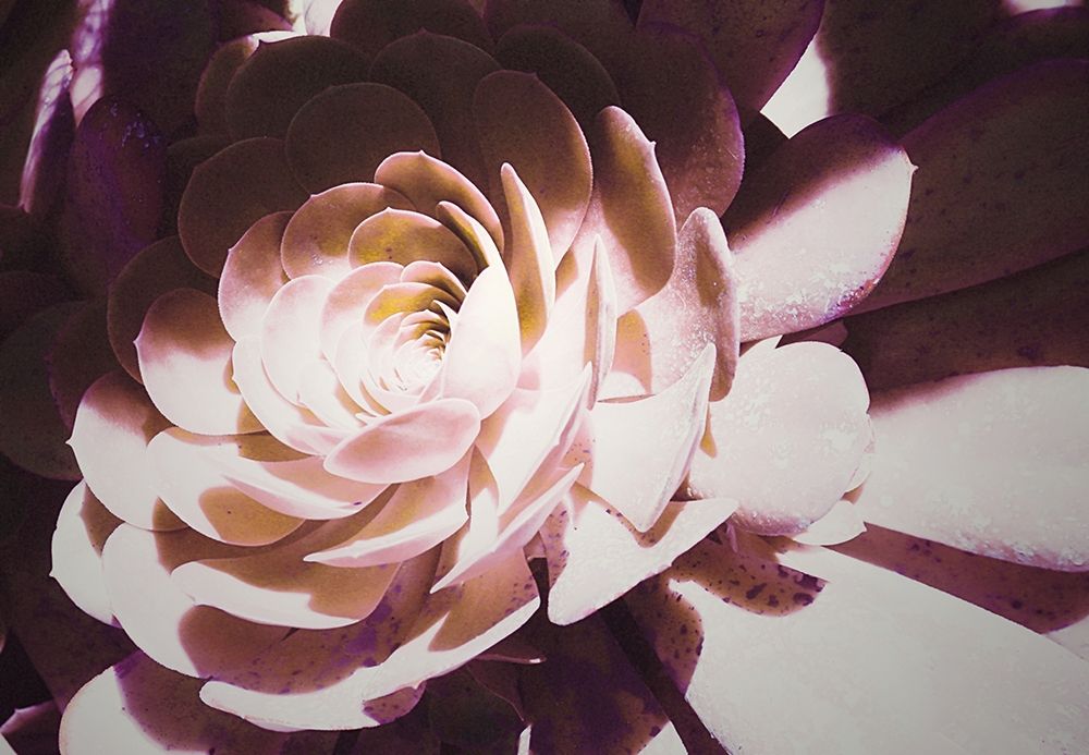 Beautiful Blushing Succulent art print by Kathy Mansfield for $57.95 CAD