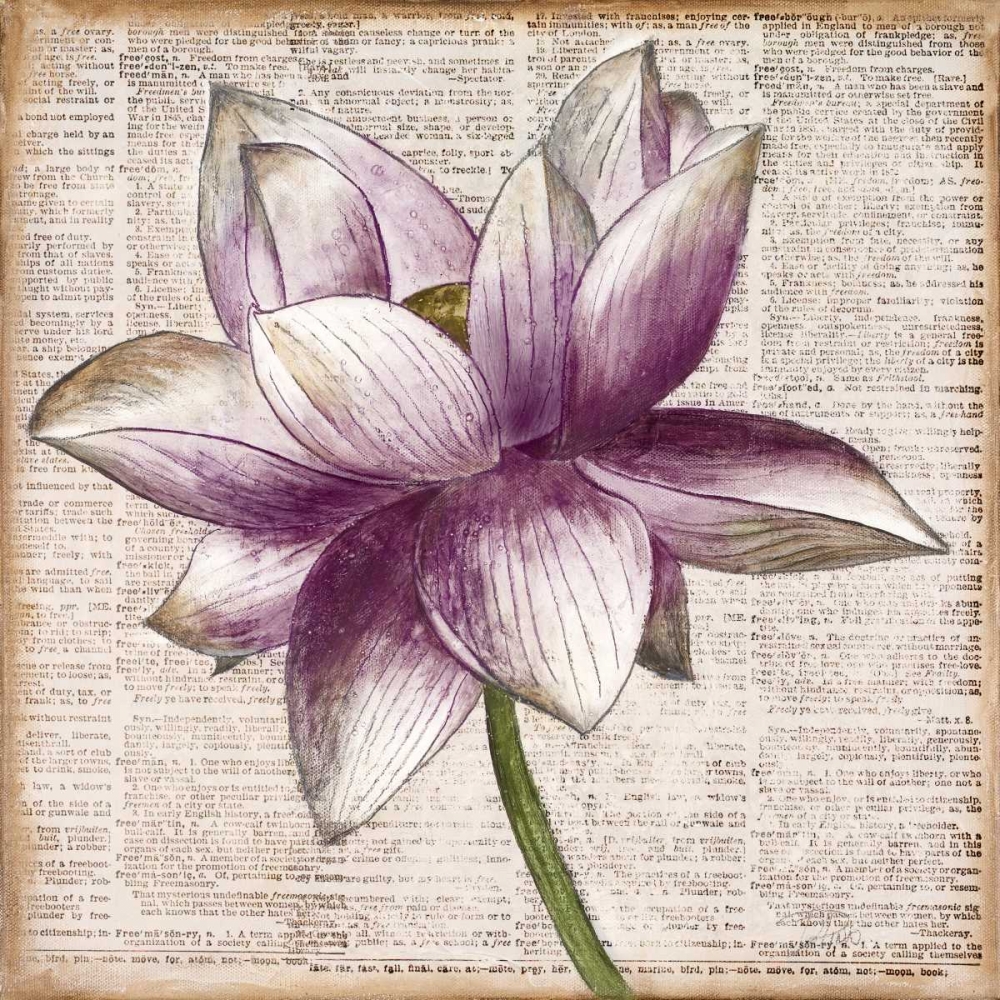 Defined Lotus I art print by Patricia Pinto for $57.95 CAD