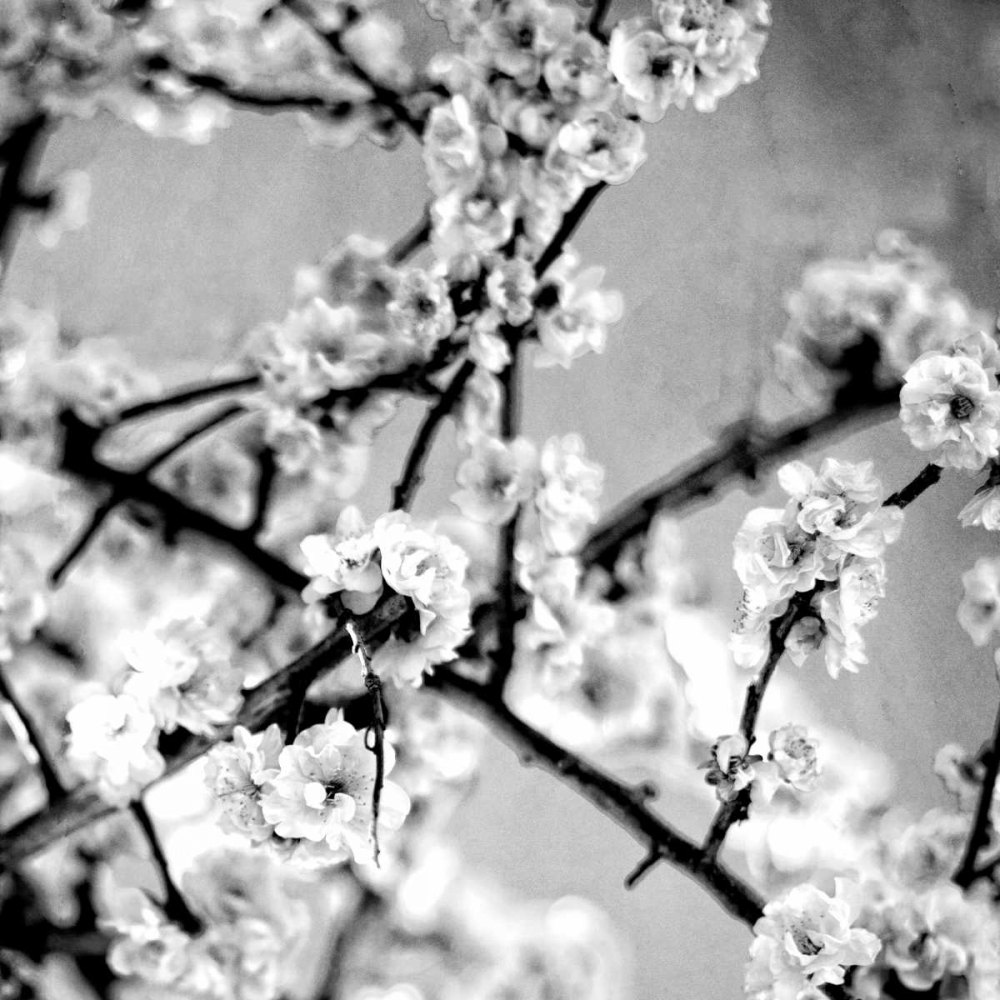 Black and White Blossoms I art print by Susan Bryant for $57.95 CAD