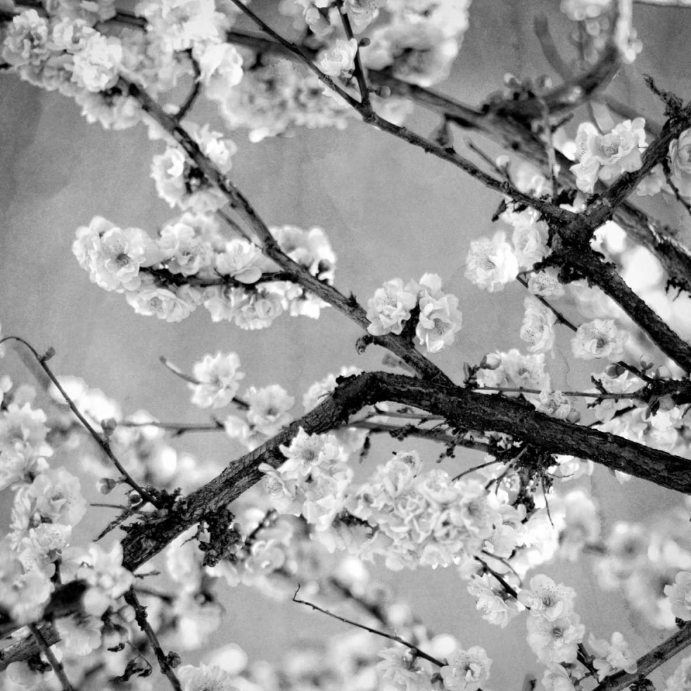 Black and White Blossoms II art print by Susan Bryant for $57.95 CAD