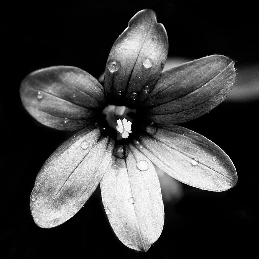 Black and White Bloom I art print by Kathy Mansfield for $57.95 CAD