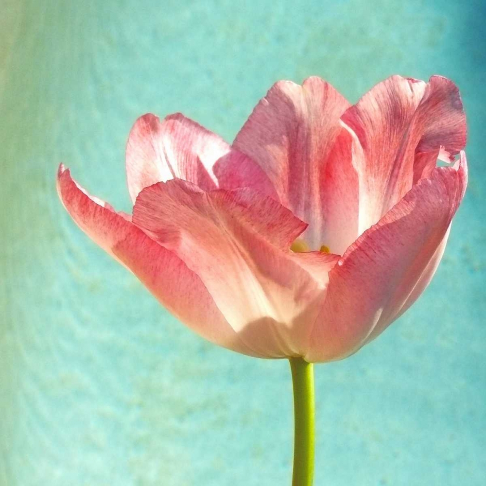 Pink Tulip art print by Gail Peck for $57.95 CAD