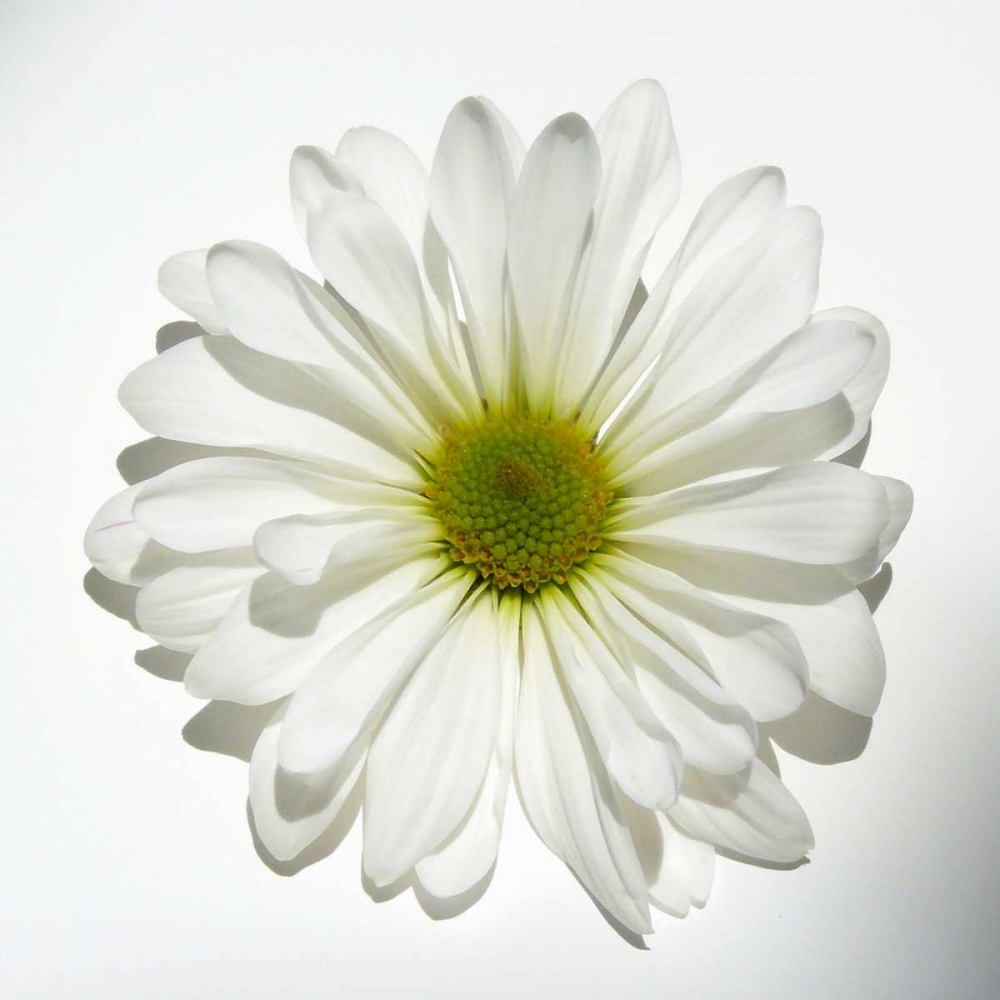 White Daisy art print by Gail Peck for $57.95 CAD
