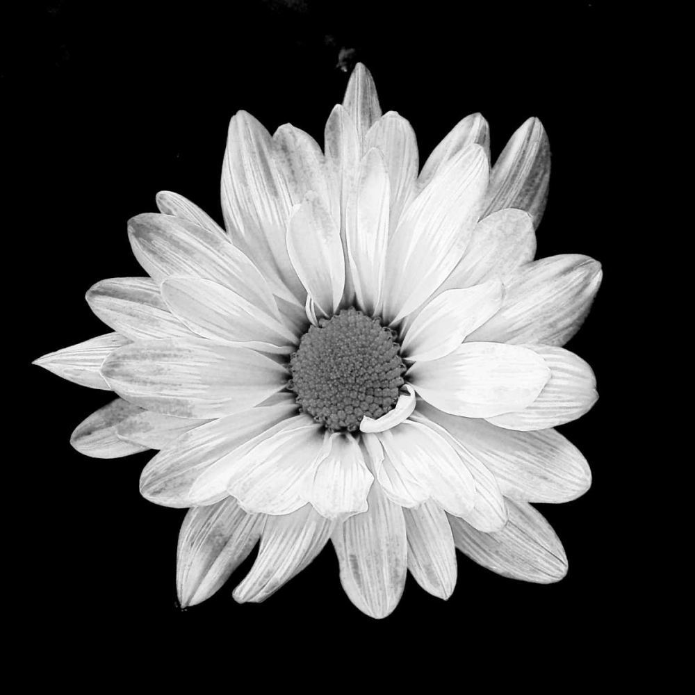 White Daisy art print by Gail Peck for $57.95 CAD