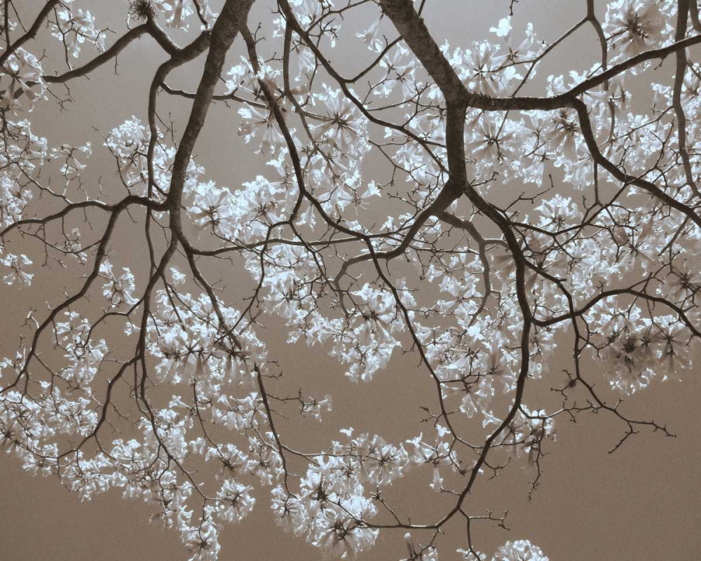 White Blossoms art print by Gail Peck for $57.95 CAD
