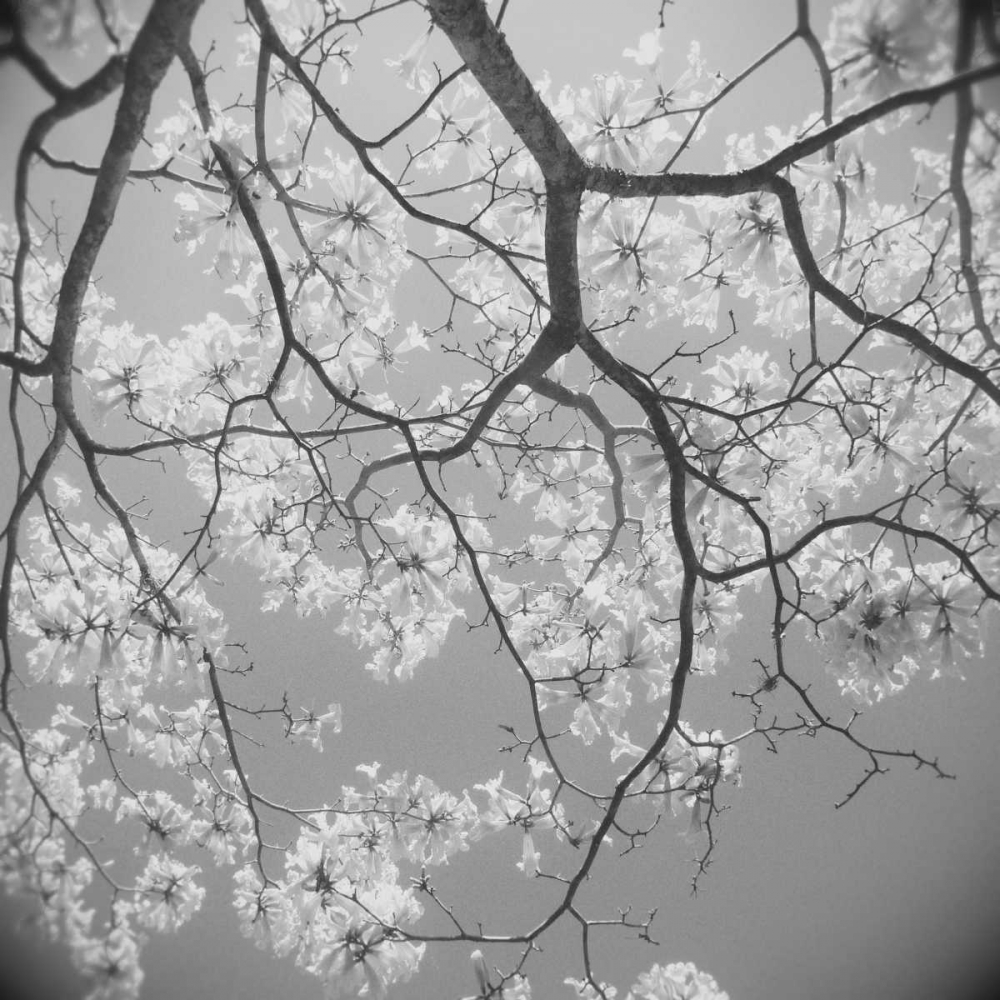 Blossoms on Gray II art print by Gail Peck for $57.95 CAD