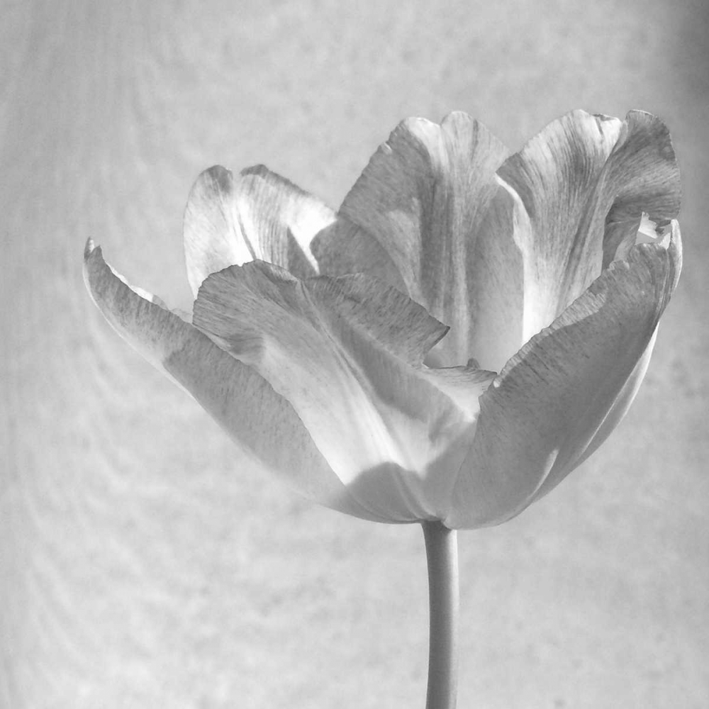 B-W Tulip art print by Gail Peck for $57.95 CAD