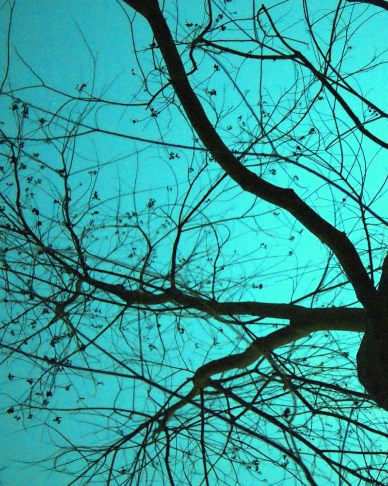 Branches on Teal I art print by Gail Peck for $57.95 CAD