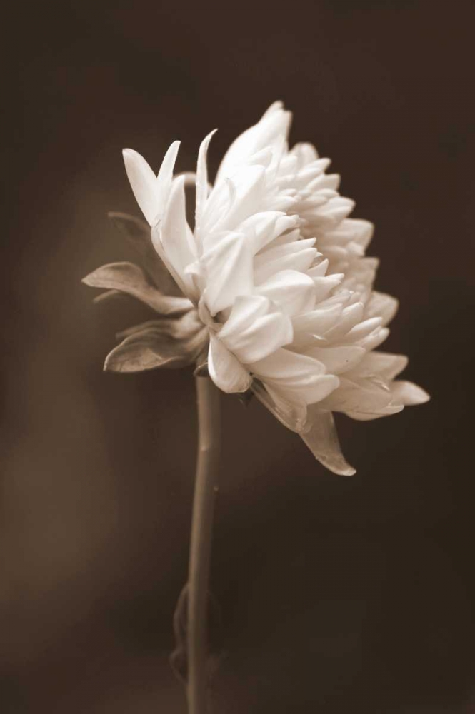 Sepia Flower I art print by Gail Peck for $57.95 CAD