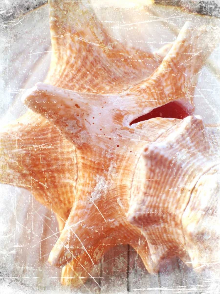 Conch I art print by Lisa Hill Saghini for $57.95 CAD