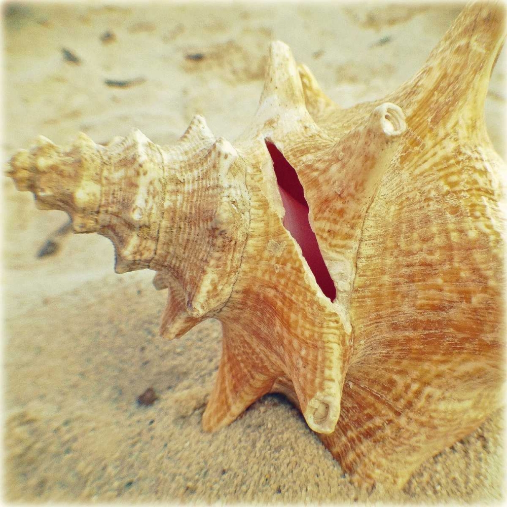 Conch art print by Lisa Hill Saghini for $57.95 CAD