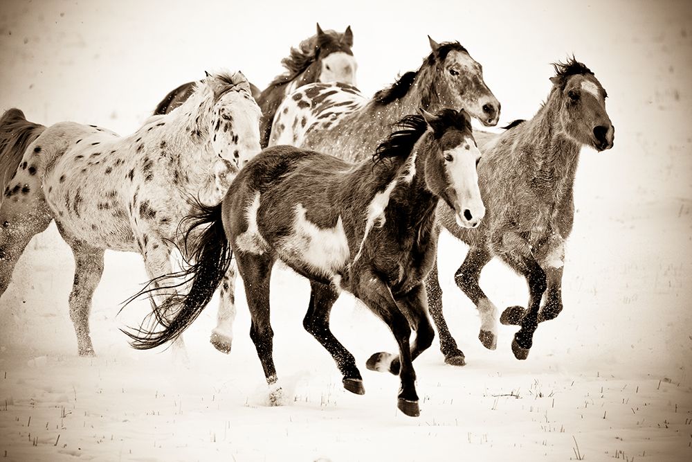 Painted Horses Run art print by Carol Walker for $57.95 CAD