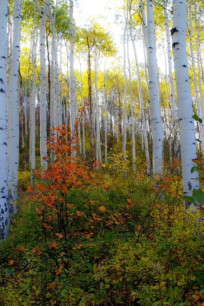 Aspen in the Day art print by Kathy Mansfield for $57.95 CAD