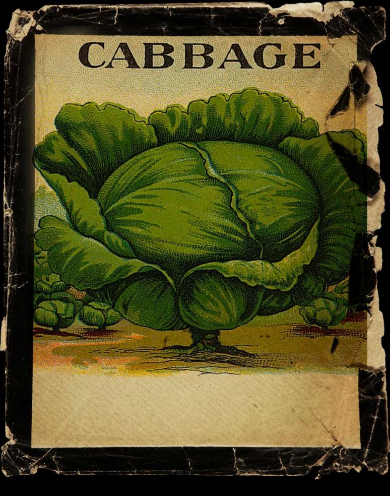 Vintage Cabbage art print by Beth Albert for $57.95 CAD