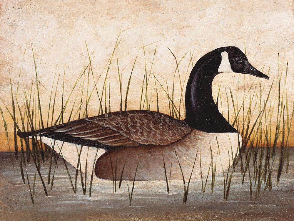 Canadian Goose art print by David Carter Brown for $57.95 CAD