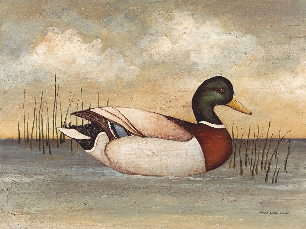 Mallard art print by David Carter Brown for $57.95 CAD