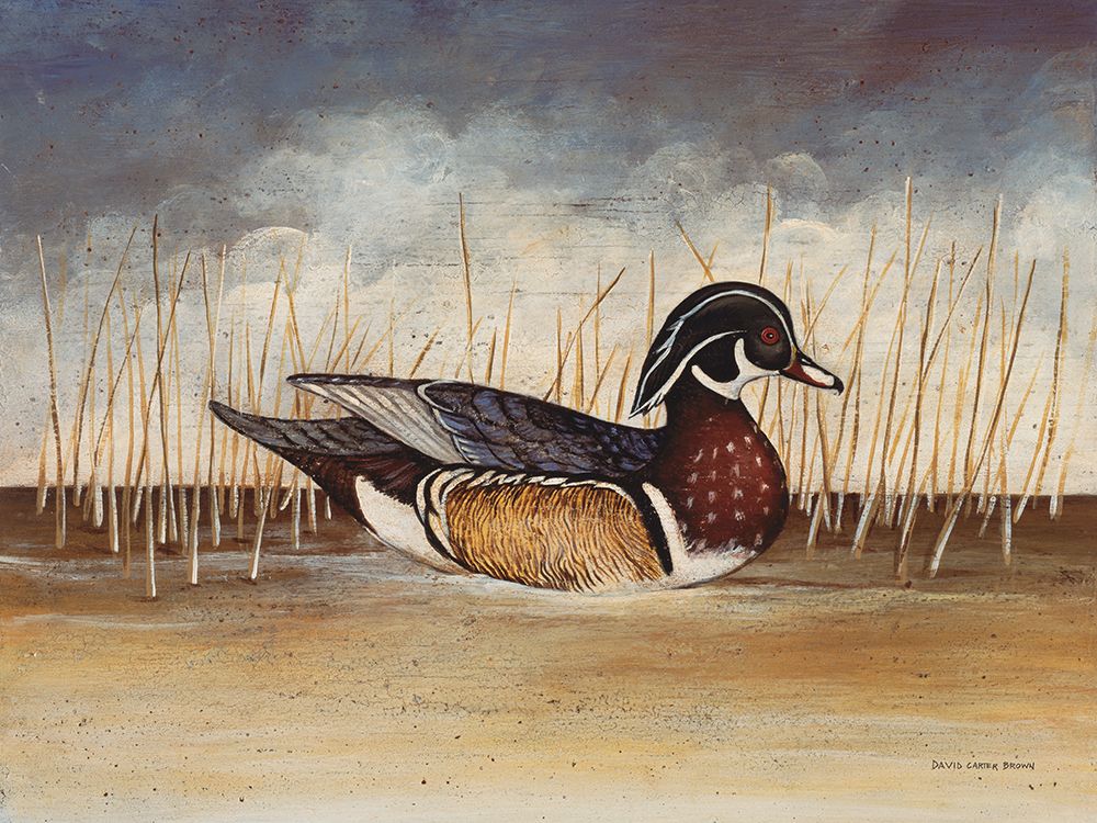 Wood Duck art print by David Carter Brown for $57.95 CAD