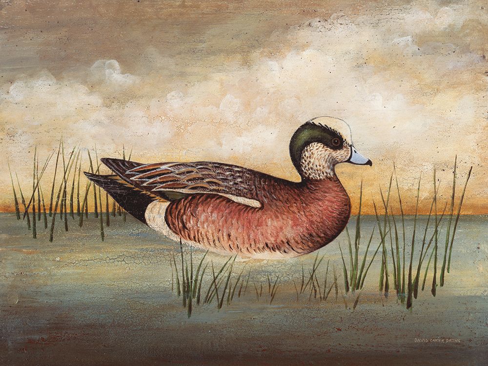 American Wigeon art print by David Carter Brown for $57.95 CAD